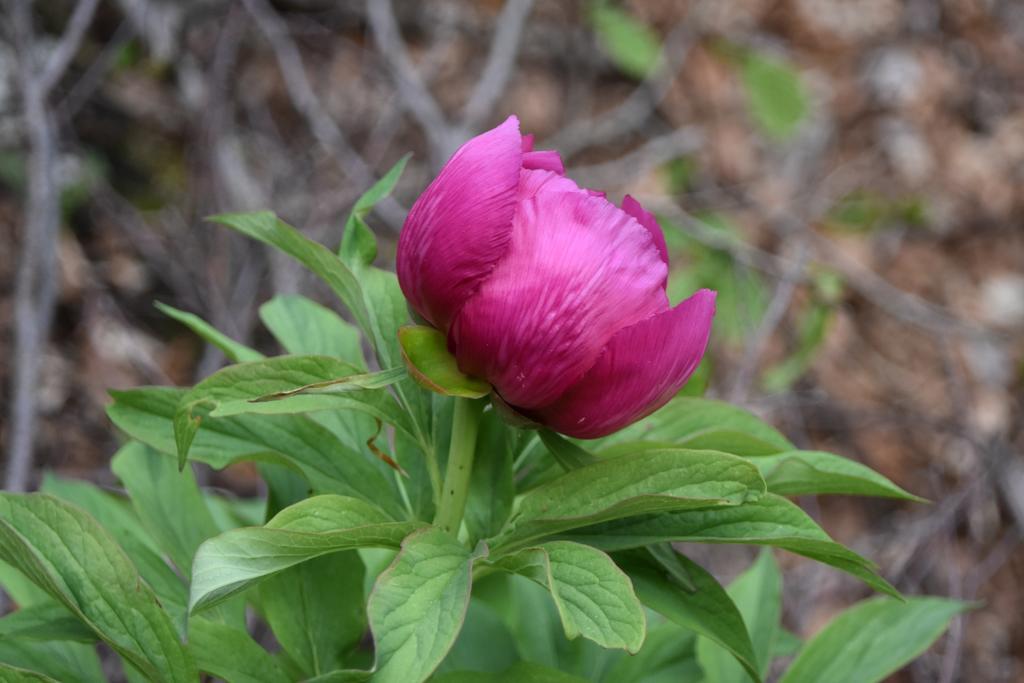 מלון אביו Rifugio Monte Baldo מראה חיצוני תמונה