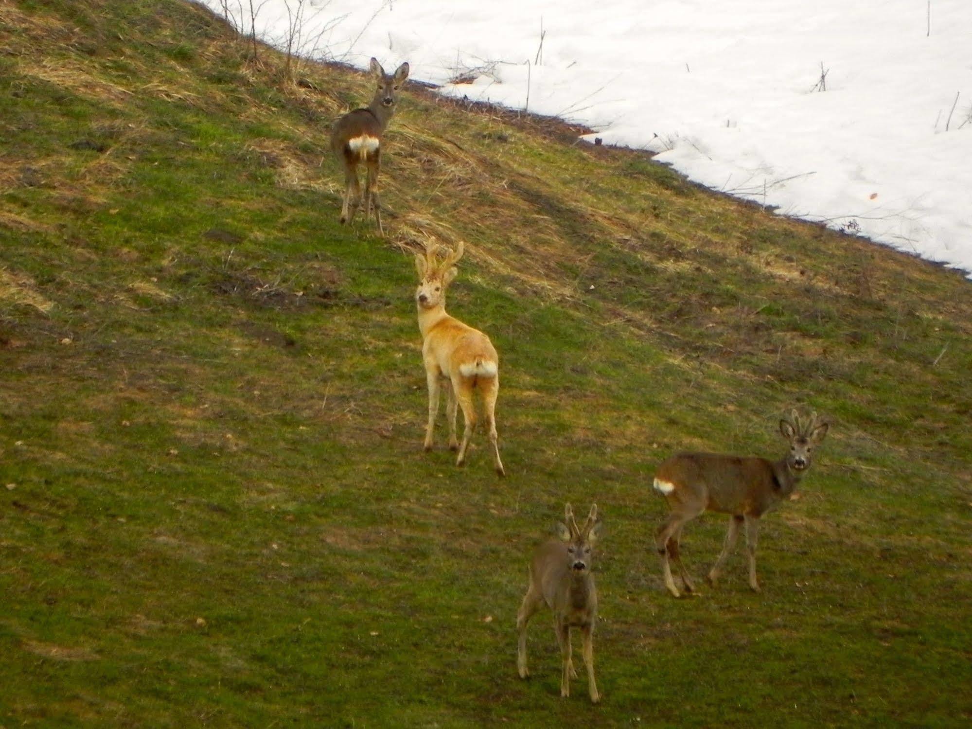 מלון אביו Rifugio Monte Baldo מראה חיצוני תמונה